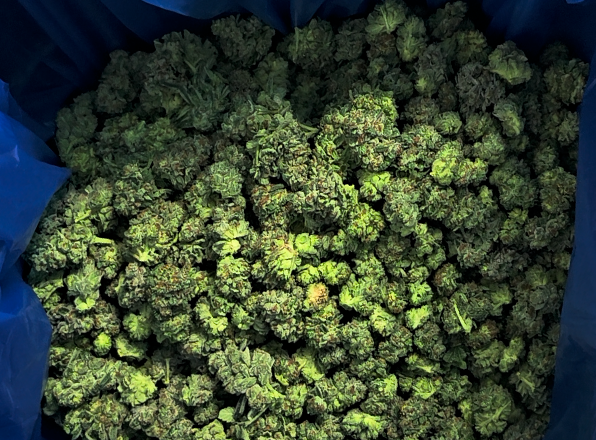 Australian-grown bulk flower cultivation